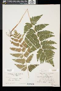 Dryopteris clintoniana image