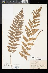 Dryopteris cristata image