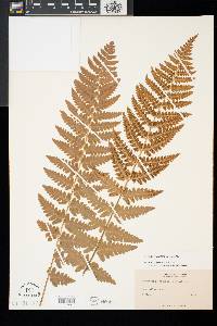 Dryopteris cristata image