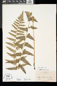 Dryopteris cristata image