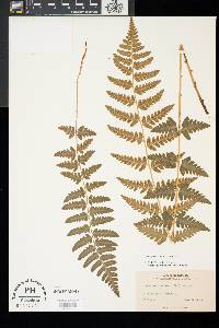 Dryopteris cristata image