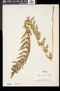 Dryopteris cristata image