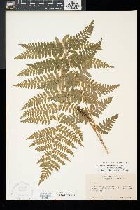 Dryopteris x dowellii image
