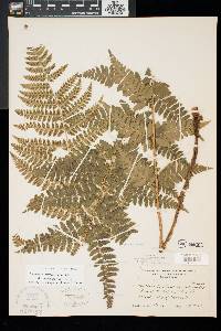 Dryopteris x dowellii image