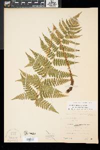 Dryopteris x dowellii image