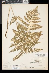 Dryopteris x dowellii image