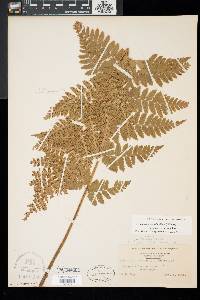 Dryopteris x dowellii image
