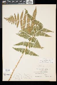 Dryopteris x dowellii image
