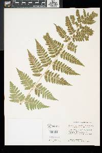 Dryopteris x dowellii image