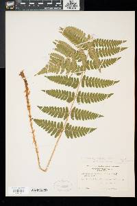 Dryopteris x dowellii image