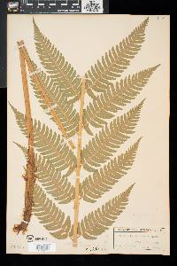 Dryopteris goldieana image