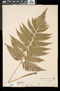 Dryopteris goldieana image