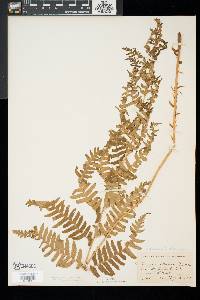 Dryopteris goldieana image