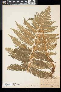 Dryopteris goldieana image