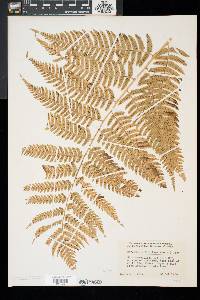 Dryopteris goldieana image