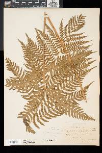 Dryopteris goldieana image