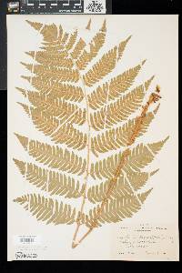 Dryopteris goldieana image