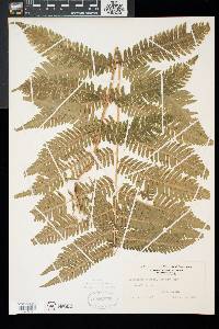 Dryopteris goldieana image