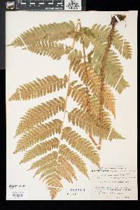 Dryopteris goldieana image