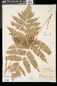 Dryopteris goldieana image