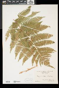 Dryopteris goldieana image