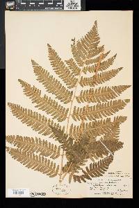 Dryopteris goldieana image