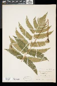 Dryopteris goldieana image