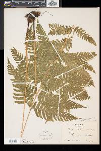 Dryopteris goldieana image