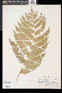 Dryopteris goldieana image