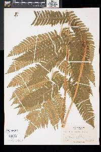 Dryopteris goldieana image