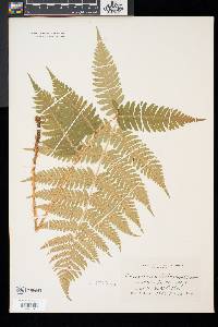 Dryopteris goldieana image