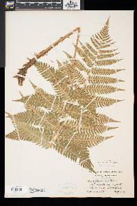 Dryopteris goldieana image