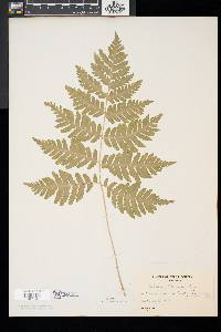 Dryopteris goldieana image