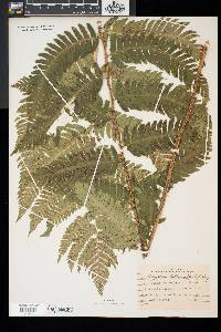 Dryopteris goldieana image