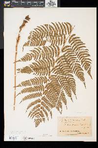 Dryopteris goldieana image