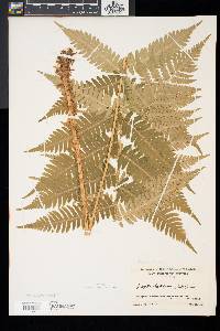 Dryopteris goldieana image