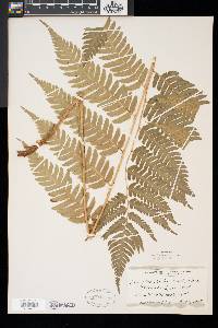 Dryopteris goldieana image