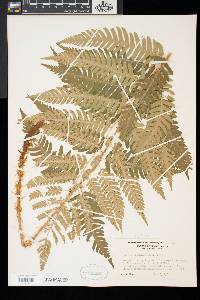 Dryopteris goldieana image