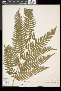 Dryopteris goldieana image