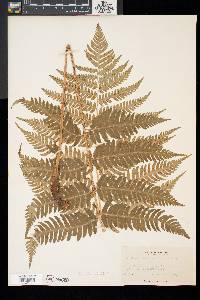 Dryopteris goldieana image