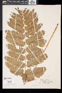 Dryopteris goldieana image