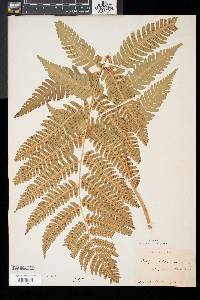 Dryopteris goldieana image