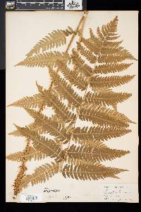 Dryopteris goldieana image