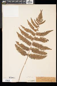 Dryopteris goldieana image