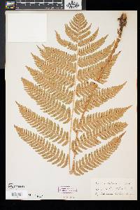 Dryopteris goldieana image