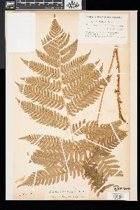 Dryopteris goldieana image