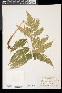 Dryopteris goldieana image