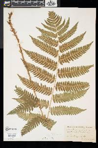 Dryopteris goldieana image