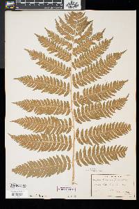Dryopteris goldieana image