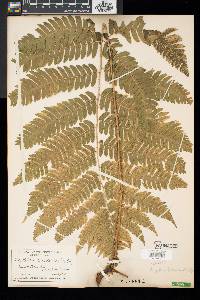 Dryopteris goldieana image